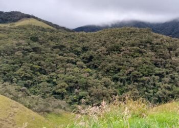 EL SAUCE, ÚLTIMA MONTAÑA NATIVA DE GUALEL