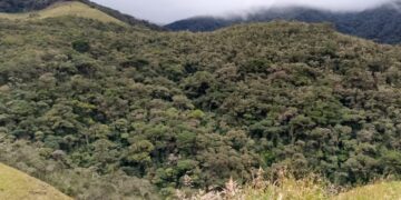 EL SAUCE, ÚLTIMA MONTAÑA NATIVA DE GUALEL