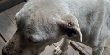 HAMBRIENTOS, PELUDOS Y ABANDONADOS